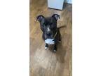 Adopt Sav a Black - with White American Pit Bull Terrier / Boxer / Mixed dog in