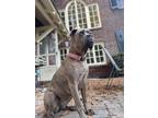 Adopt Skye a Brindle - with White Cane Corso / Mixed dog in Norfolk