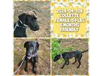 Adopt 2024-04-108 *Collette* a Labrador Retriever / Mixed dog in Winder