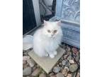 Adopt Star a Persian / Mixed (long coat) cat in San Jacinto, CA (40989680)