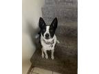Adopt Zoey a Black - with White Border Collie / Feist / Mixed dog in