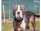 Adopt Oliver a Bull Terrier / Mixed dog in POMONA, NY (41088440)