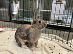 Adopt Eucalyptus a Other/Unknown / Mixed rabbit in Brooklyn, NY (40880999)