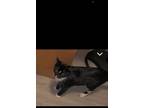 Adopt Scoop a Black & White or Tuxedo American Curl / Mixed (medium coat) cat in