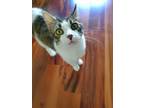 Adopt Scout a White (Mostly) American Shorthair / Mixed (medium coat) cat in