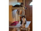 Adopt Kiwi & Phoebe a Gray, Blue or Silver Tabby Tabby / Mixed (short coat) cat