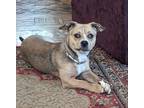 Adopt Dee a Tan/Yellow/Fawn - with White American Staffordshire Terrier /