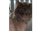 Adopt PK a Orange or Red Domestic Mediumhair / Mixed Breed (Medium) / Mixed