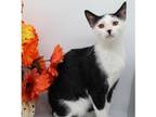 Adopt Sushi XIII a Domestic Shorthair / Mixed cat in Muskegon, MI (39812069)