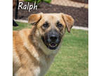 Adopt Ralph- ask about me I am in a foster home! a Tan/Yellow/Fawn Shepherd