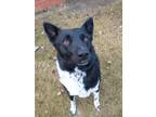Adopt Freya a Black Karelian Bear Dog / Mixed dog in Spruce Grove, AB (41287667)