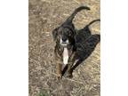 Adopt Rugar a Black Mixed Breed (Medium) / Mixed Breed (Medium) / Mixed (short