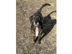 Adopt Rugar a Black Mixed Breed (Medium) / Mixed dog in Vincennes, IN (39746347)