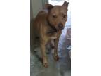 Adopt Henny Penny a Red/Golden/Orange/Chestnut Mixed Breed (Large) / Mixed dog
