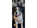Adopt Frankie Rose a Black - with White Boxer / Mixed dog in Hoschton