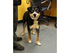 Adopt 24-04-1270 Barney a Husky / Mixed dog in Dallas, GA (41287495)