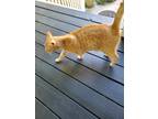 Adopt Timmy a Orange or Red American Shorthair / Mixed (short coat) cat in