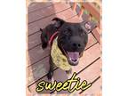 Adopt Sweetie a Black Terrier (Unknown Type, Small) / Mixed dog in Louisville