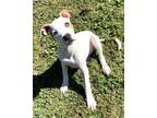 Adopt Peanut a White - with Tan, Yellow or Fawn Pit Bull Terrier / Mixed dog in