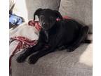 Adopt Smalls a Black - with White Labrador Retriever / Mixed dog in Berkley