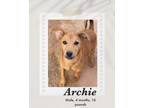 Adopt Archie a Brown/Chocolate Carolina Dog / Labrador Retriever dog in