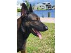 Adopt LOLA1 a Brindle German Shepherd Dog / Mixed dog in Punta Gorda