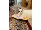 Adopt Snowball a White American Shorthair (short coat) cat in Little River