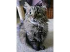 Adopt Frankie a Gray, Blue or Silver Tabby Domestic Longhair (long coat) cat in