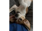 Adopt Zoe a Brown/Chocolate - with White Beagle / Mixed dog in Sioux Falls
