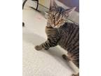 Adopt Chickadee a Brown or Chocolate Domestic Shorthair / Domestic Shorthair /