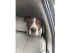 Adopt Sacramento (in foster) a Brindle Boxer / Mixed Breed (Medium) / Mixed