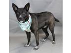Adopt Sajak a Black - with White Cattle Dog / Mixed dog in Pelzer, SC (41287192)