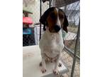 Adopt Rip a Tricolor (Tan/Brown & Black & White) Treeing Walker Coonhound /