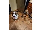 Adopt Scooby and Ziggy a Brown/Chocolate - with White German Shepherd Dog /