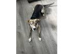 Adopt Cali a Tricolor (Tan/Brown & Black & White) Mountain Cur / Mixed dog in
