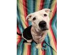 Adopt Tank a White American Pit Bull Terrier / Mixed Breed (Medium) / Mixed