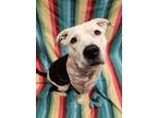 Adopt Tank a White American Pit Bull Terrier / Mixed dog in Lafayette
