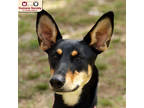 Adopt Jolene a Black Doberman Pinscher / Mixed dog in Nashua, NH (41287145)