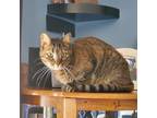 Adopt Toffee a Brown or Chocolate (Mostly) Tabby (short coat) cat in