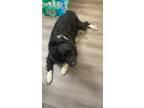 Adopt MJ a Black - with White Australian Shepherd / Mixed dog in Laurel