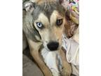 Adopt Bumble a Tan/Yellow/Fawn - with Black Staffordshire Bull Terrier / Husky /