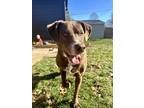 Adopt Tucker a Brown/Chocolate - with White Labrador Retriever / American Pit
