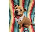 Adopt Rusty a Tan/Yellow/Fawn American Pit Bull Terrier / Mixed dog in