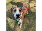 Adopt Rufus a Tan/Yellow/Fawn Beagle / Boxer / Mixed dog in Spartanburg