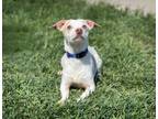 Adopt Neo a White Terrier (Unknown Type, Medium) / Mixed Breed (Medium) / Mixed