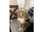 Adopt Gizmo a Orange or Red Tabby Tabby / Mixed (short coat) cat in Ooltewah