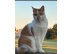 Adopt AJ a Orange or Red Tabby Tabby / Mixed (short coat) cat in Ooltewah