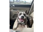 Adopt Gigi a Gray/Silver/Salt & Pepper - with White American Pit Bull Terrier /