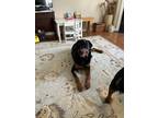 Adopt Rip a Black - with Tan, Yellow or Fawn Rottweiler / Mixed dog in Milton
