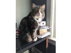 Adopt Pudge a Brown Tabby Maine Coon / Mixed (long coat) cat in Dumfries